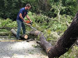 Best Storm Damage Tree Cleanup  in Hill City, KS