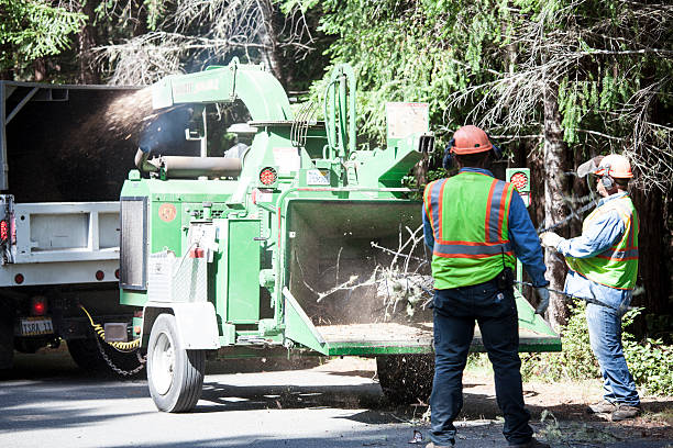 Best Emergency Tree Removal  in Hill City, KS